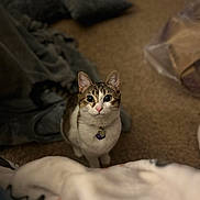 Daisy joined the competition — help win amazing prizes! cat, pet, indoor, curious, blanket, carpet, collar, cute, feline, tabby, animal, whiskers, ears, domestic, fur, looking_up, floor, cozy, home, companion