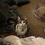 cat, pet, indoor, curious, blanket, carpet, collar, cute, feline, tabby, animal, whiskers, ears, domestic, fur, looking_up, floor, cozy, home, companion