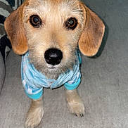 Willow joined the competition — help win amazing prizes! attention, blue, clothing, couch, cozy, cute, dog, ears, eyes, fur, furniture, home, indoor, looking, nose, pet, puppy, sitting, small, white