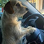 Willow is registered to the contest to win money with this photo: animal, car_interior, curious, cute, dashboard, dog, domestic_animal, furry, indoor, light, mammal, pet, portrait, road_trip, side_view, steering_wheel, transport, travel, vehicle, window
