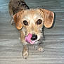 Willow joined the competition — help win amazing prizes! adorable, animal, brown_fur, canine, companion, cute, dog, domestic_animal, ears, eyes, front_paws, fur, indoor, licking_nose, looking_up, muzzle, pet, small_dog, tongue_out, wooden_floor