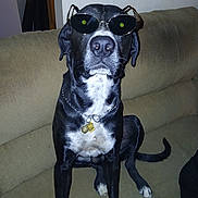 Mister Bonez is registered to the contest to win money with this photo: dog, black_dog, sunglasses, pet, indoor, couch, furniture, collar, chain, tag, sitting, animal, canine, white_chest, tail, ears, nose, paw, face, portrait