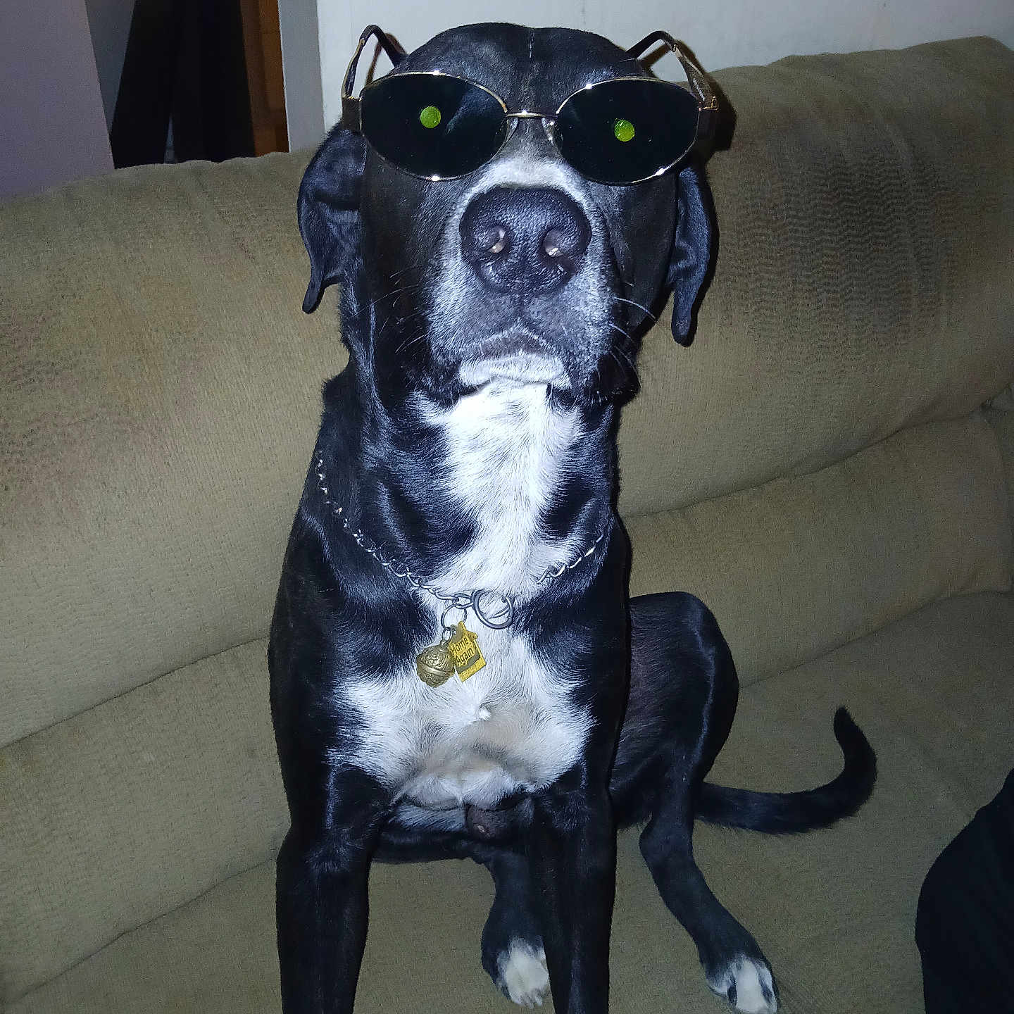 Mister Bonez is registered to the contest to win money with this photo: dog, black_dog, sunglasses, pet, indoor, couch, furniture, collar, chain, tag, sitting, animal, canine, white_chest, tail, ears, nose, paw, face, portrait