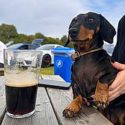 Gypsy joined the competition — help win amazing prizes! dachshund, dog, pet, table, glass, beer, outdoor, picnic, wood, hand, collar, sky, car, recycling_bin, nature, greenery, daytime, animal, leisure, relaxation