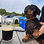 dachshund, dog, pet, table, glass, beer, outdoor, picnic, wood, hand, collar, sky, car, recycling_bin, nature, greenery, daytime, animal, leisure, relaxation