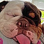 Biggs is registered to the contest to win money with this photo: animal, bulldog, close_up, cozy, cute, dog, fabric, face, flamingo_print, fur, indoor, muzzle, nap, pet, pink_tongue, resting, sleeping, tongue_out, window_blinds, wrinkles