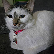 Luna May joined the competition — help win amazing prizes! cat, white_cat, animal, pet, collar, indoor, close_up, feline, whiskers, ears, face, fur, domestic_cat, sitting, tag, pink_collar, looking_away, quiet, cozy, resting