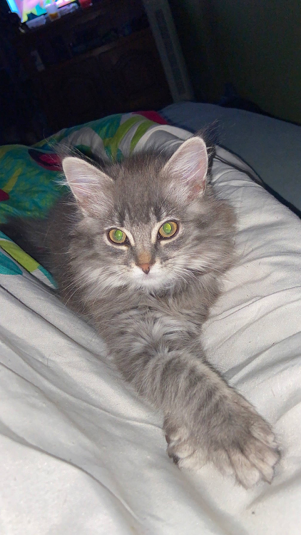 Moon participe au concours pour gagner de l'argent avec cette photo : carnivore, cat, claw, domestic_short_haired_cat, fawn, felidae, fur, grey, paw, small_to_medium_sized_cats, snout, tail, whiskers, window