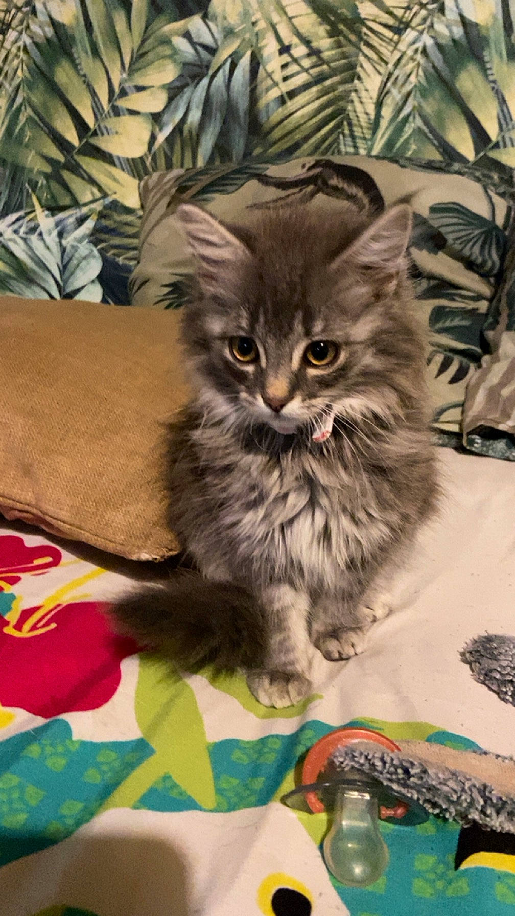 Moon a rejoint le concours — aidez-le/la à gagner de superbes lots ! box, carnivore, cat, domestic_short_haired_cat, felidae, fur, illustration, pattern, paw, plant, small_to_medium_sized_cats, snout, terrestrial_animal, whiskers