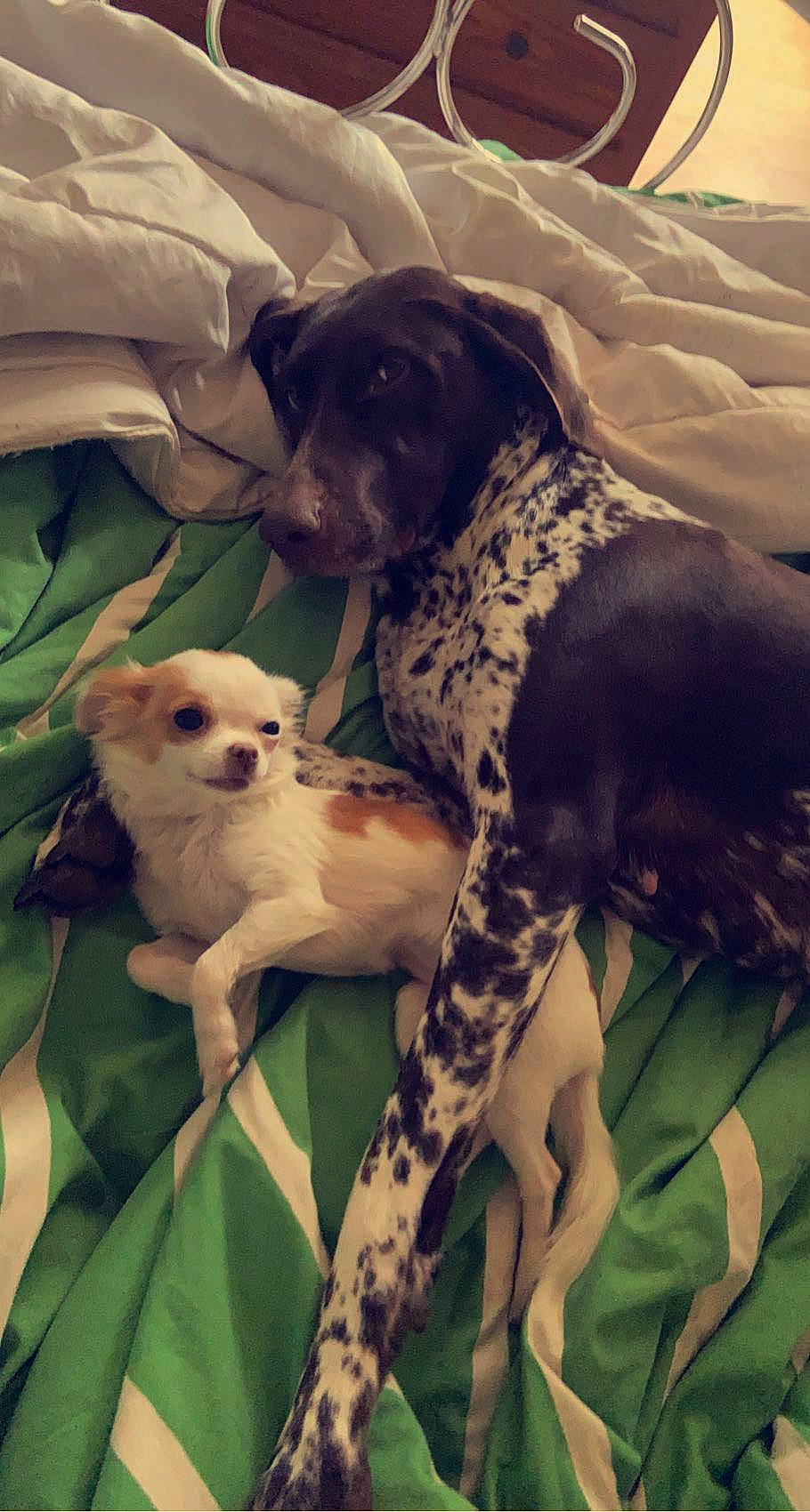 Tessa participe au concours pour gagner de l'argent avec cette photo : canidae, carnivore, comfort, companion_dog, couch, dog, dog_breed, dog_supply, fawn, fur, grass, gun_dog, happy, non_sporting_group, puppy_love, snout, sporting_group, toy_dog, whiskers, working_animal