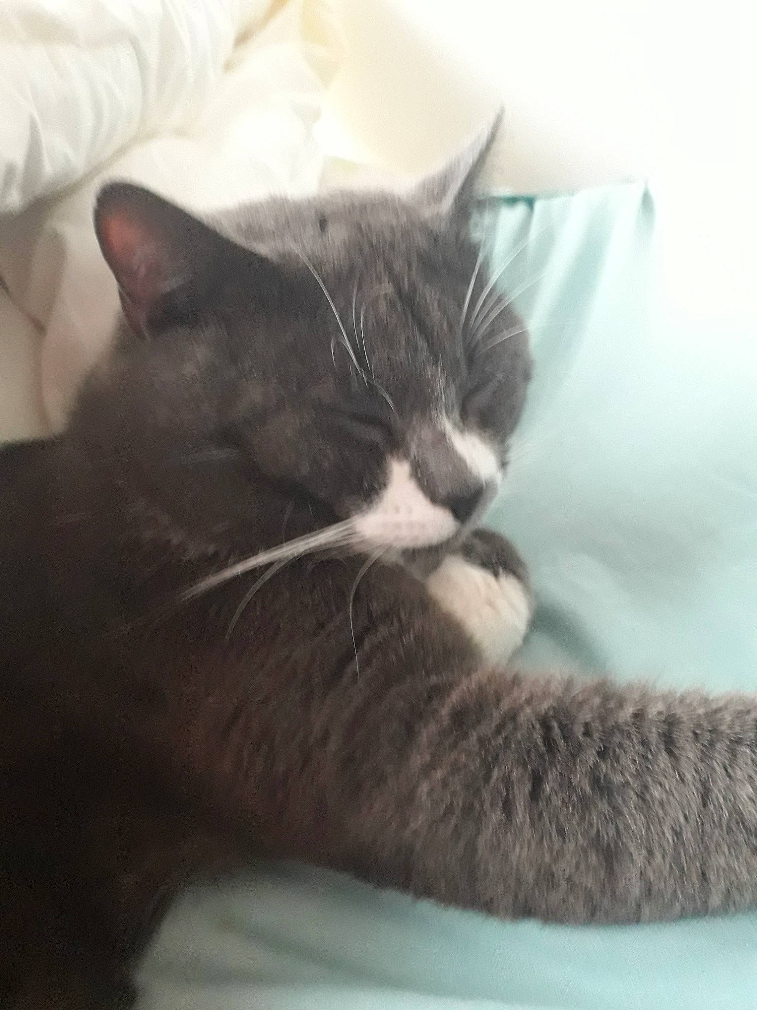 Mickey a rejoint le concours — aidez-le/la à gagner de superbes lots ! black_cat, british_shorthair, carnivore, cat, chartreux, comfort, domestic_short_haired_cat, felidae, kitten, korat, nap, nebelung, russian_blue, small_to_medium_sized_cats, snout, whiskers