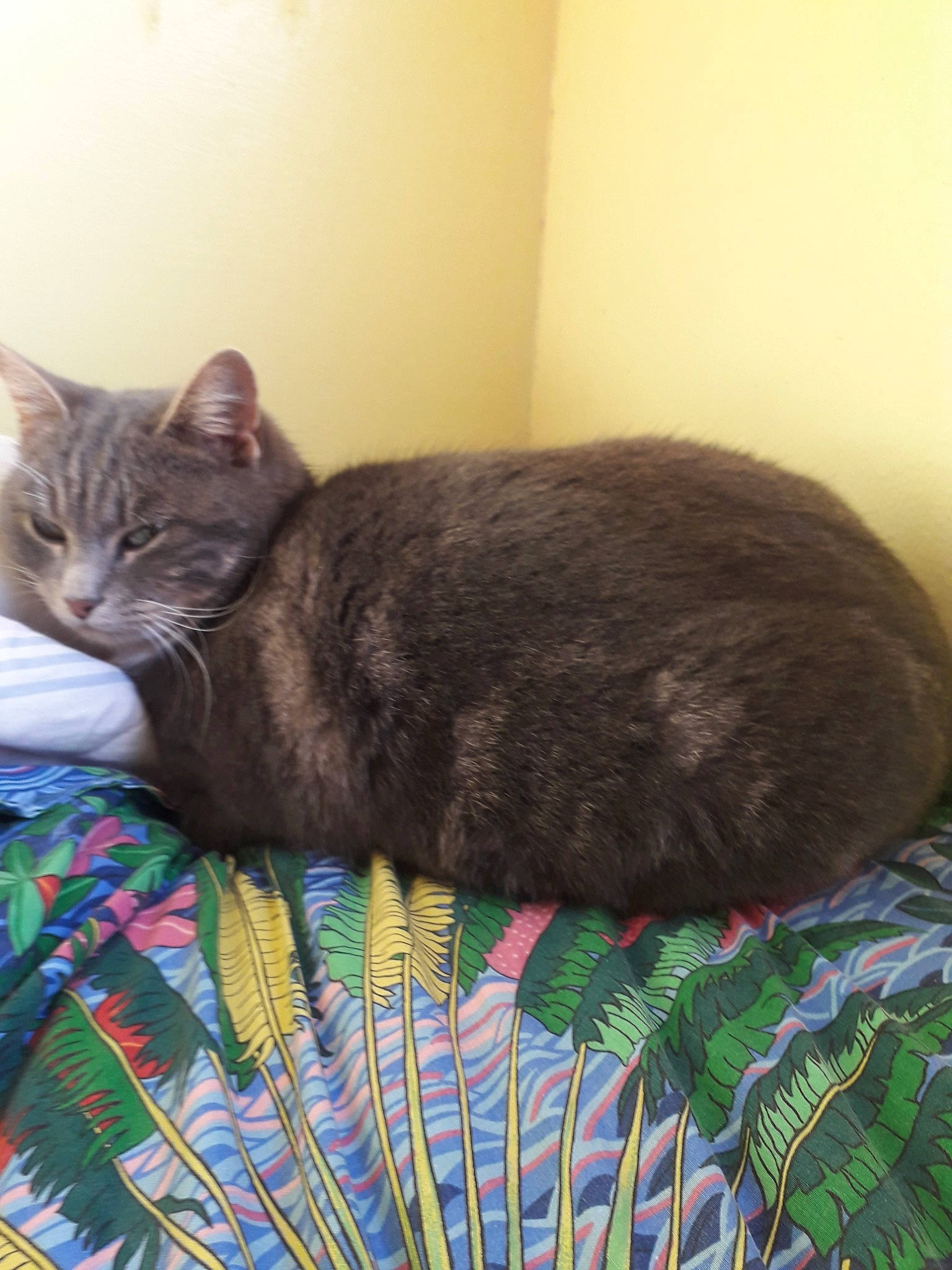 Tina a rejoint le concours — aidez-le/la à gagner de superbes lots ! asian, british_shorthair, carnivore, cat, cat_bed, chartreux, domestic_short_haired_cat, european_shorthair, felidae, kitten, korat, mammal, nap, russian_blue, small_to_medium_sized_cats, tabby_cat, tail, whiskers