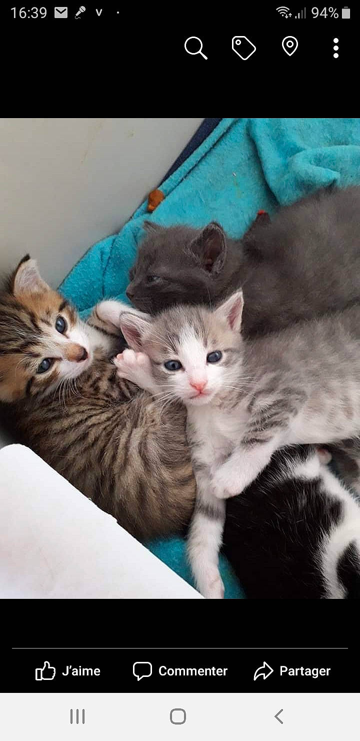 Lili Et Grizouille Et Zebre