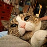 blurred_background, cat, close_up, cozy, cute, domestic_animal, dresser, eyes, feline, fur, furniture, indoor, pet, pink_nose, resting, snuggling, soft_surface, tabby, warm_colors, whiskers
