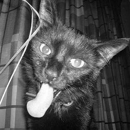 Saxo is registered to the contest to win money with this photo: