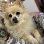 Kandi is registered to the contest to win money with this photo: animal, blanket, close_up, companion, cozy, cream_color, cute, dog, domestic_animal, ears, face, fluffy, fur, indoor, looking, pet, relaxed, resting, snout, soft