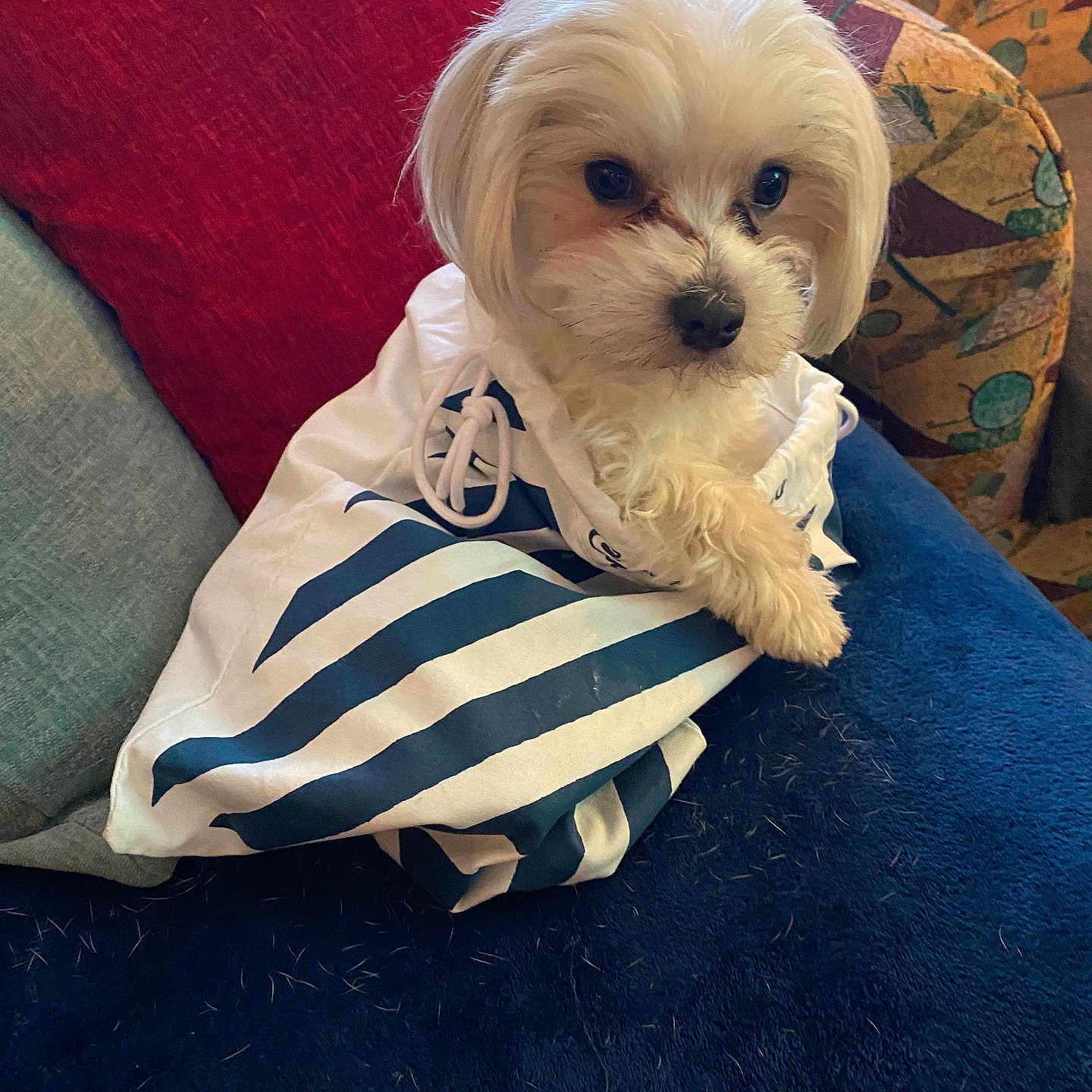 Benji is registered to the contest to win money with this photo: animal, companion, couch, cozy, cute, dog, fluffy, fur, furniture, home, indoor, looking_away, pet, pillow, relaxing, resting, small_dog, snug, striped_cloth, white_dog