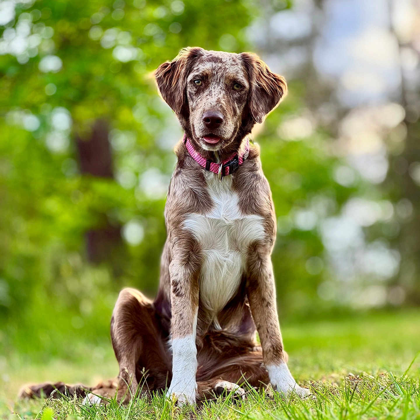 Atchoum participe au concours pour gagner de l'argent avec cette photo : dog, canine, pet, grass, outdoor, nature, greenery, collar, animal, sitting, fur, ears, portrait, young_dog, daylight, bokeh, background, muzzle, alert, cute
