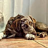 Atchoum participe au concours pour gagner de l'argent avec cette photo : dog, lying_down, brown_coat, white_paws, tile_floor, indoor, resting, portrait, pet, canine, close_up, curtain, flooring, looking_up, animal, domestic_animal, fur, paw, laying, relaxed