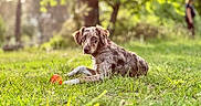 Atchoum participe au concours pour gagner de l'argent avec cette photo : dog, grass, park, orange_ball, outdoor, nature, tree, pet, animal, blurred_background, collar, playing, resting, greenery, summer, canine, sunlight, field, relaxing, leisure