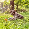 dog, grass, park, orange_ball, outdoor, nature, tree, pet, animal, blurred_background, collar, playing, resting, greenery, summer, canine, sunlight, field, relaxing, leisure