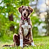 Atchoum participe au concours pour gagner de l'argent avec cette photo : dog, pet, animal, collar, grass, outdoor, nature, greenery, blurred_background, sitting, canine, portrait, young_dog, sunlight, tree, summer, cute, fur, attention, daylight