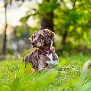 Atchoum a rejoint le concours — aidez-le/la à gagner de superbes lots ! dog, grass, outdoor, nature, greenery, collar, animal, pet, canine, park, tree, sunlight, daylight, mammal, relaxing, looking_away, fur, field, summer, pasture