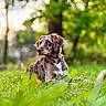 dog, grass, outdoor, nature, greenery, collar, animal, pet, canine, park, tree, sunlight, daylight, mammal, relaxing, looking_away, fur, field, summer, pasture