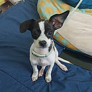 Princess is registered to the contest to win money with this photo: animal, black_and_white, blanket, collar, companion, curious, cute, dog, domestic_animal, ears, fur, indoor, looking, pet, pillow, puppy, sitting, small_dog, tablet, young