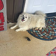 Snowball joined the competition — help win amazing prizes! dog, white_dog, fluffy, long_hair, pet, animal, smiling, open_mouth, lying_down, indoor, door, entryway, carpet, rug, mosaic, floor, toy, home, portrait, cute