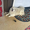 dog, white_dog, fluffy, long_hair, pet, animal, smiling, open_mouth, lying_down, indoor, door, entryway, carpet, rug, mosaic, floor, toy, home, portrait, cute