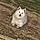 Snowball