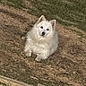 Snowball is registered to the contest to win money with this photo: dog, white_dog, fluffy, puppy, sitting, outdoor, yard, grass, ground, wood, wooden_border, fur, ears, black_nose, dark_eyes, head_tilt, cute, animal_portrait, natural_light, backyard