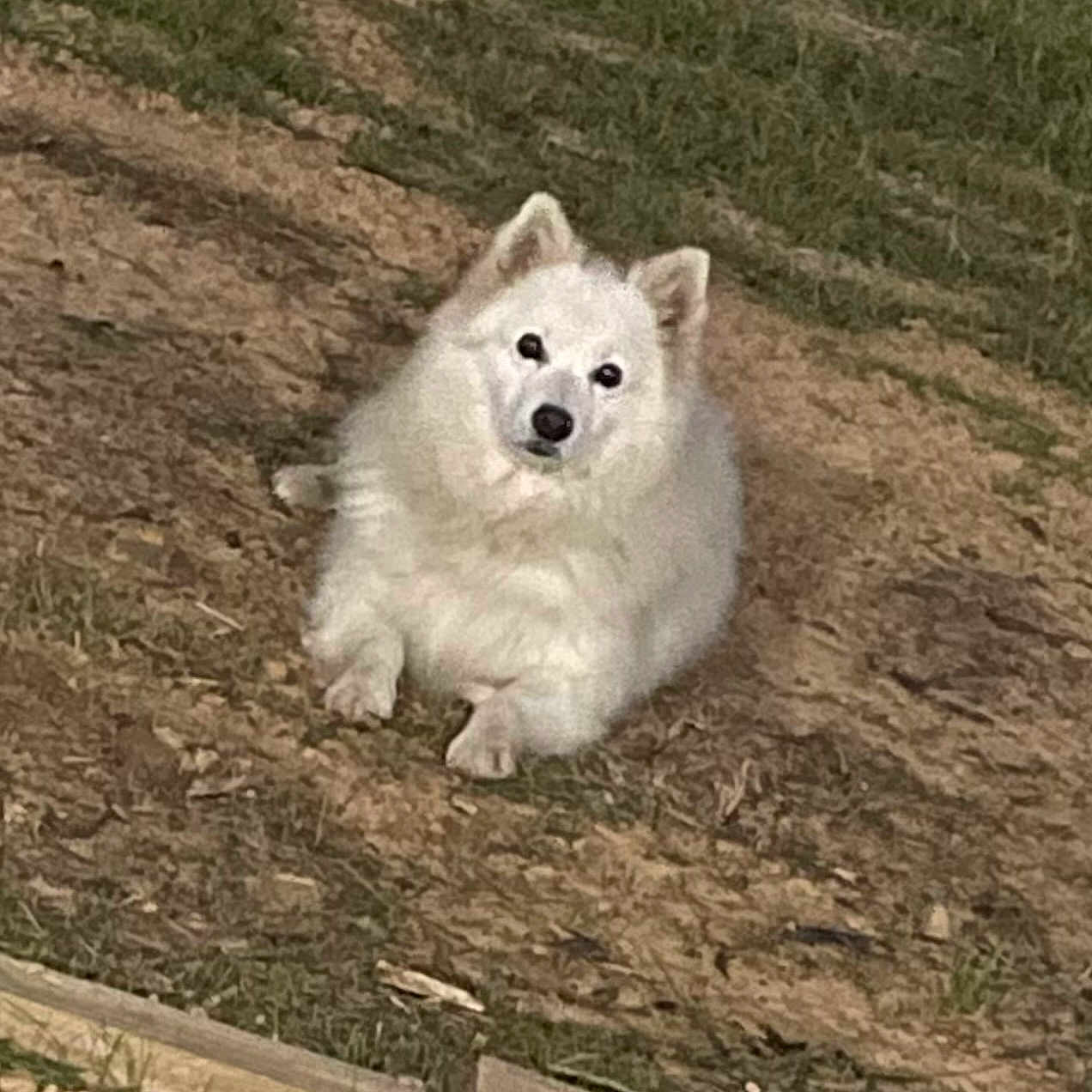 Snowball