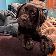 Aston a rejoint le concours — aidez-le/la à gagner de superbes lots ! puppy, dog, black_dog, pet, animal, indoor, blanket, cozy, cute, paw, fur, closeup, young_dog, relaxed, soft, bed, household, comfort, curious, portrait