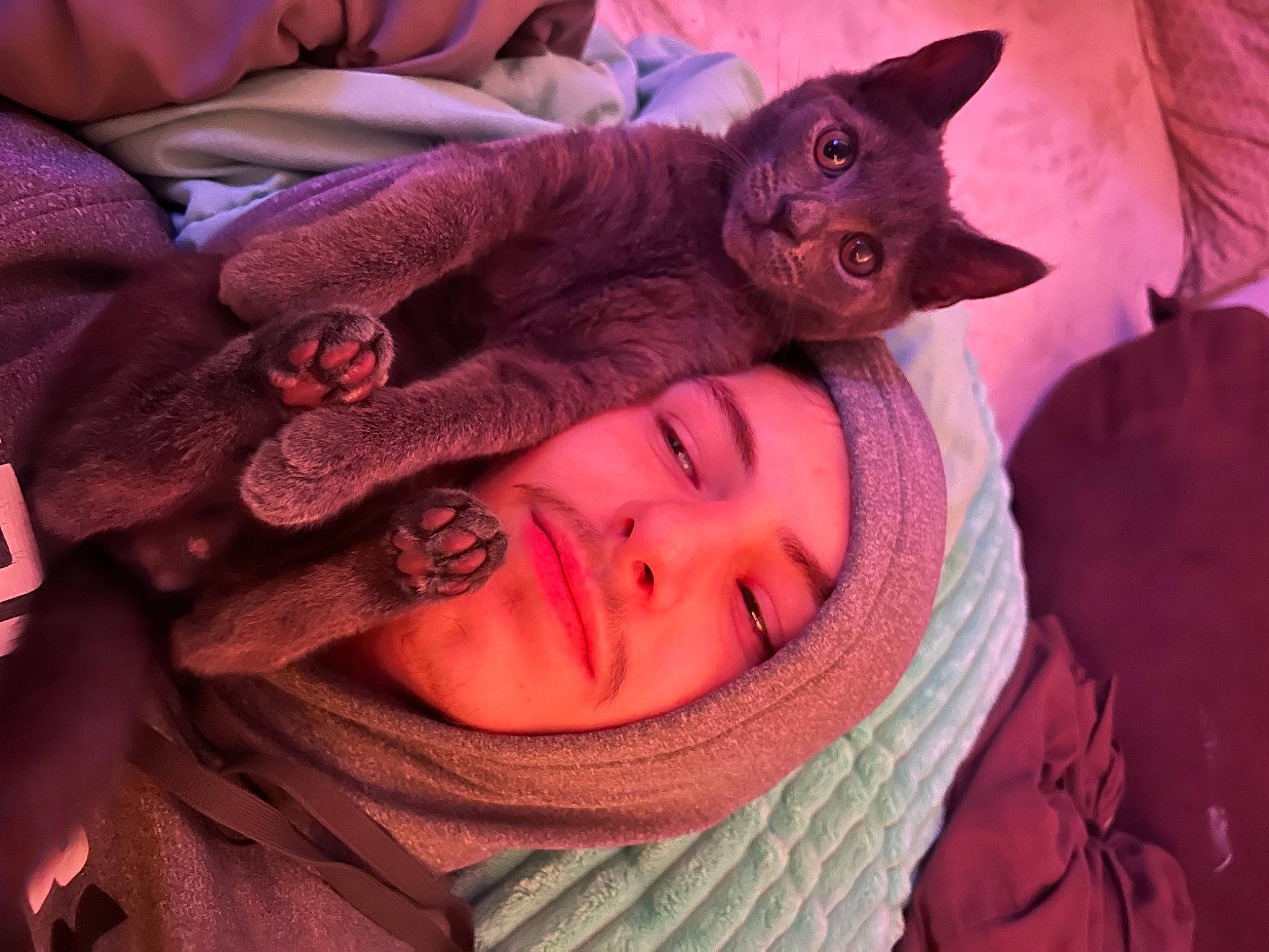 Mal joined the competition — help win amazing prizes! carnivore, cat, comfort, domestic_short_haired_cat, eye, felidae, fun, fur, happy, human_body, magenta, mouth, pink, plant, purple, red, selfie, small_to_medium_sized_cats, tree, whiskers