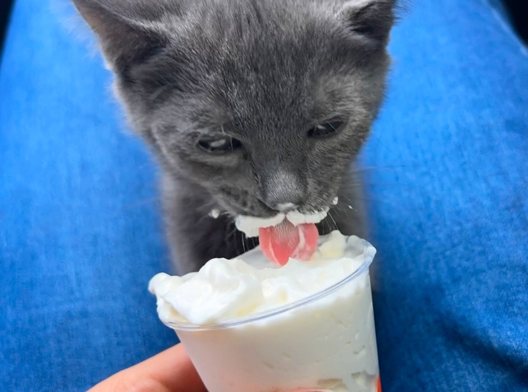 Mal is registered to the contest to win money with this photo: carnivore, cat, cream, dairy, dog_breed, domestic_short_haired_cat, felidae, floats, food, frozen_dessert, ice_cream, ice_cream_sodas, ingredient, mascarpone, small_to_medium_sized_cats, snout, syllabub, terrestrial_animal, whipped_cream, whiskers