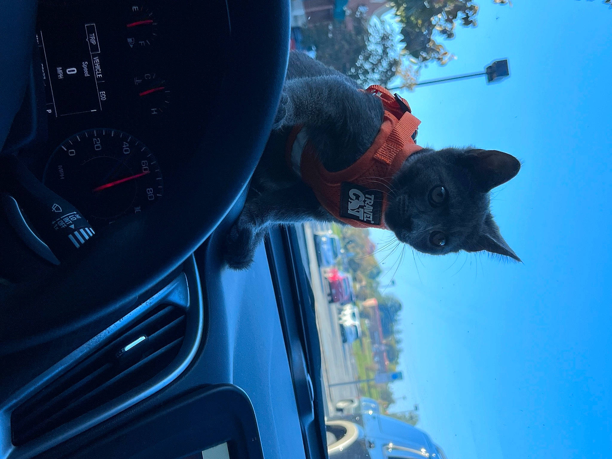 Mal is registered to the contest to win money with this photo: automotive_design, automotive_exterior, automotive_lighting, automotive_mirror, automotive_tire, automotive_wheel_system, automotive_window_part, car, electric_blue, gauge, hood, motor_vehicle, plant, sky, speedometer, tree, vehicle, vehicle_door, window, windshield