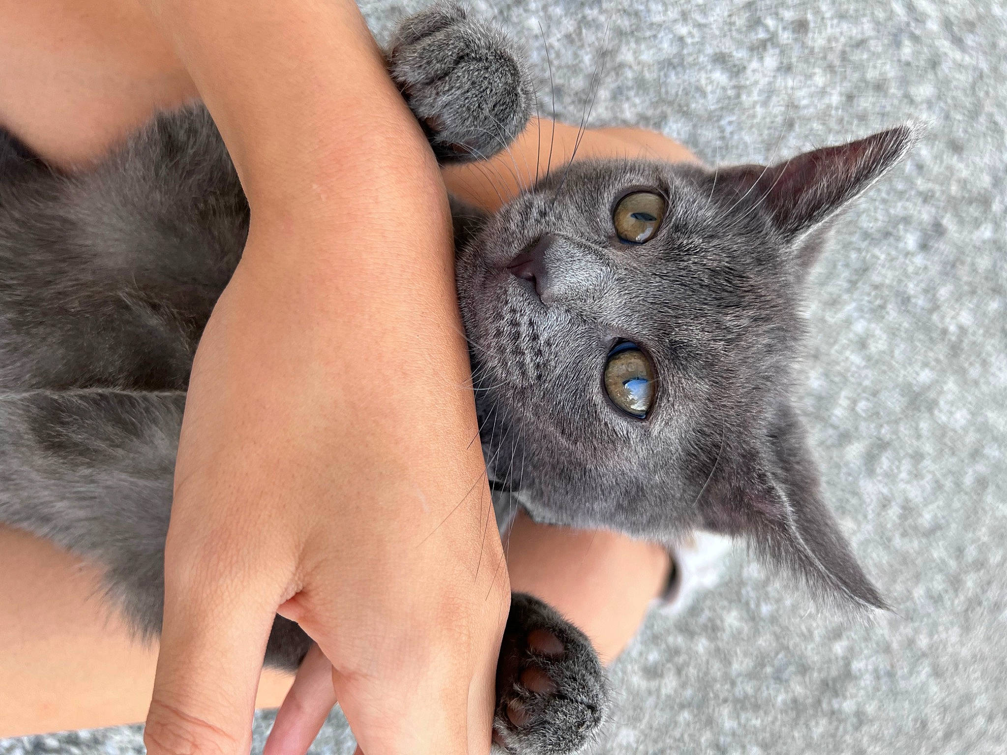 Mal is registered to the contest to win money with this photo: barefoot, black_cat, calf, carnivore, cat, domestic_short_haired_cat, fawn, felidae, foot, fur, gesture, grey, human_leg, knee, mammal, small_to_medium_sized_cats, snout, thigh, vertebrate, whiskers