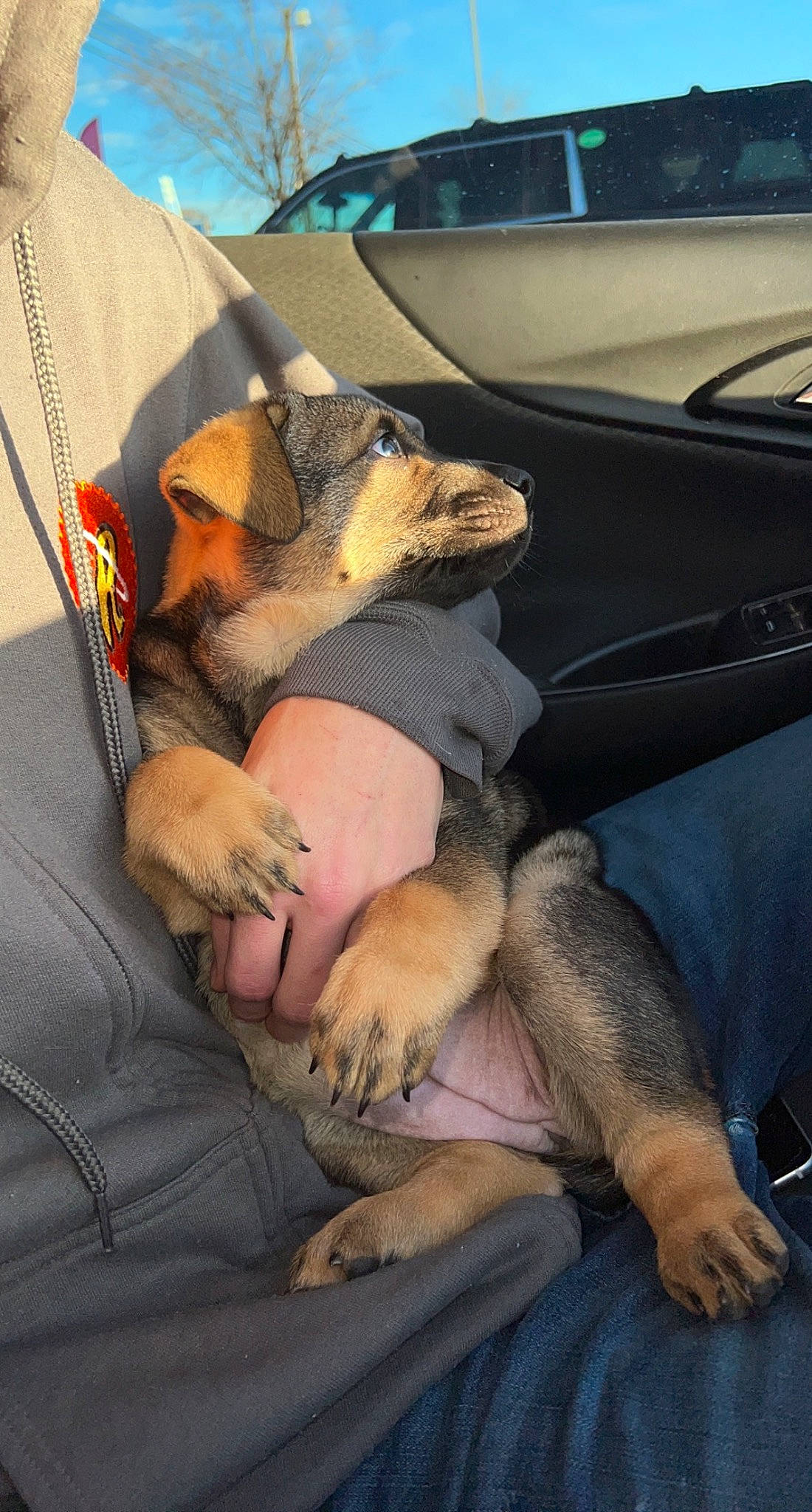 Bailey is registered to the contest to win money with this photo: automotive_exterior, car_seat, car_seat_cover, carnivore, comfort, companion_dog, dog, dog_breed, family_car, fawn, hat, lap, mammal, motor_vehicle, personal_luxury_car, sitting, snout, sporting_group, vehicle_door, windshield