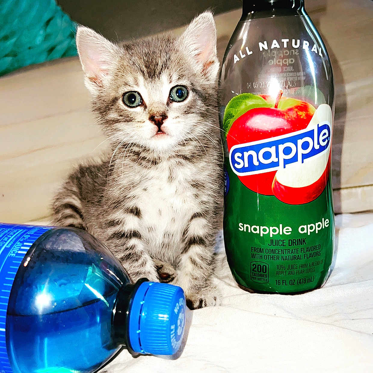 Momo joined the competition — help win amazing prizes! blue, bottle, carbonated_soft_drinks, carnivore, cat, domestic_short_haired_cat, drink, drinkware, electric_blue, felidae, household_supply, liquid, packaging_and_labeling, plastic_bottle, small_to_medium_sized_cats, soft_drink, solution, solvent, water_bottle, whiskers
