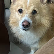 Ary is registered to the contest to win money with this photo: animal, blurred_background, companion, curious, cute, dog, domestic, ears, floor, fluffy, fur, furniture, human_hand, indoor, light_brown, looking, pet, portrait, snout, white_chest