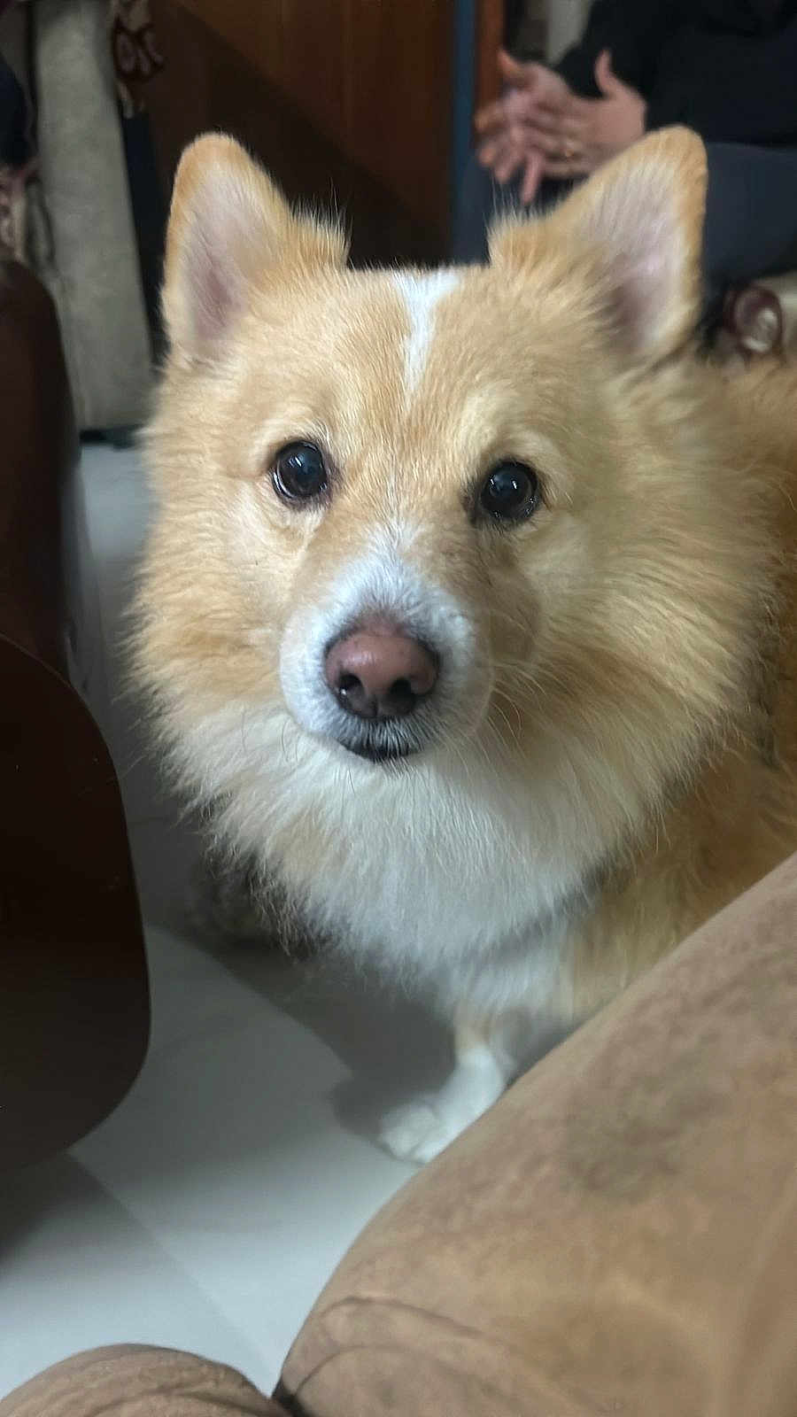 Ary is registered to the contest to win money with this photo: animal, blurred_background, companion, curious, cute, dog, domestic, ears, floor, fluffy, fur, furniture, human_hand, indoor, light_brown, looking, pet, portrait, snout, white_chest