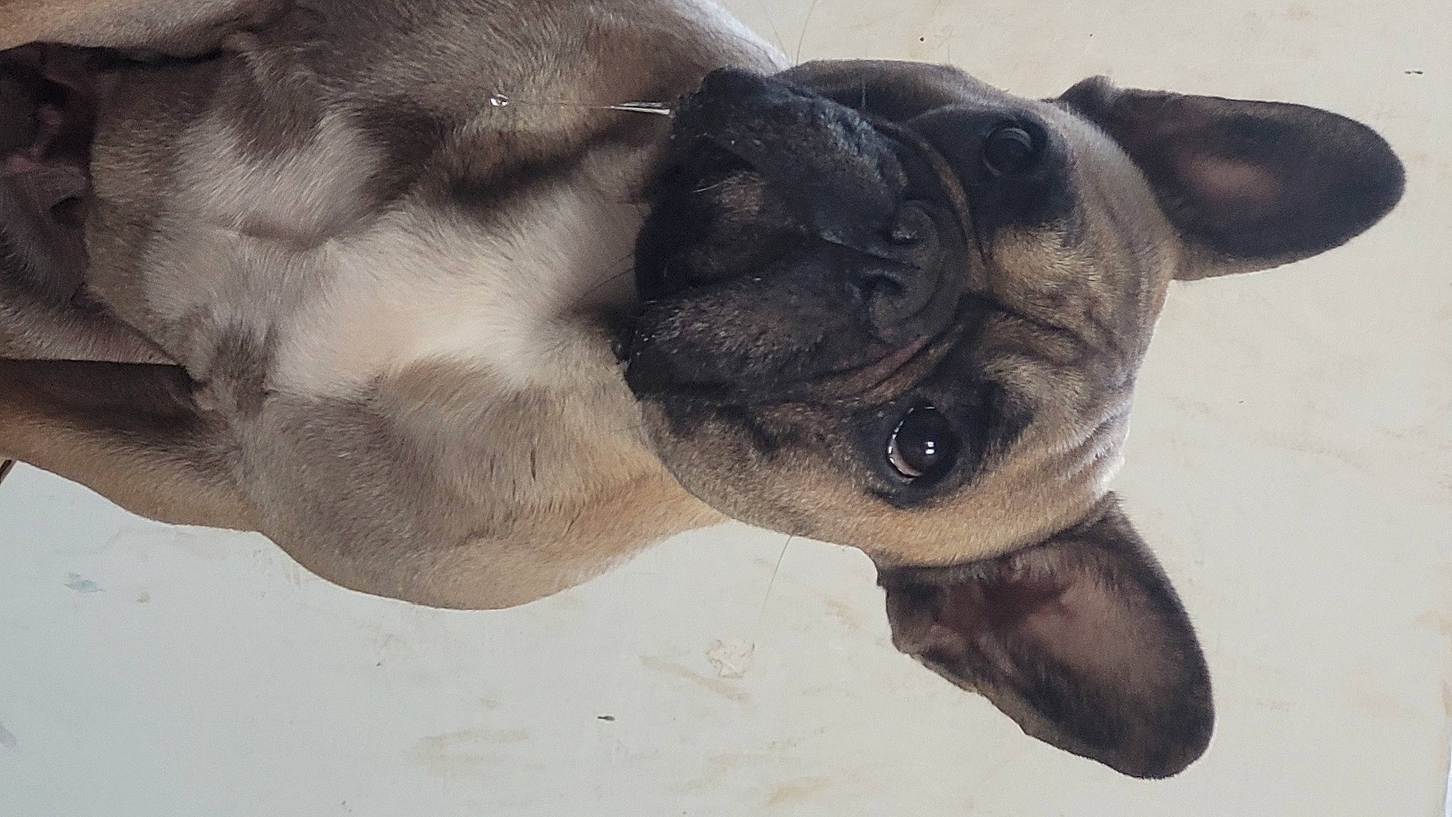 Ruby participe au concours pour gagner de l'argent avec cette photo : ancient_dog_breeds, boston_terrier, bulldog, canidae, carnivore, companion_dog, dog, dog_breed, ear, fawn, fur, paw, pug, snout, sporting_group, terrestrial_animal, toy_dog, whiskers, working_animal, wrinkle