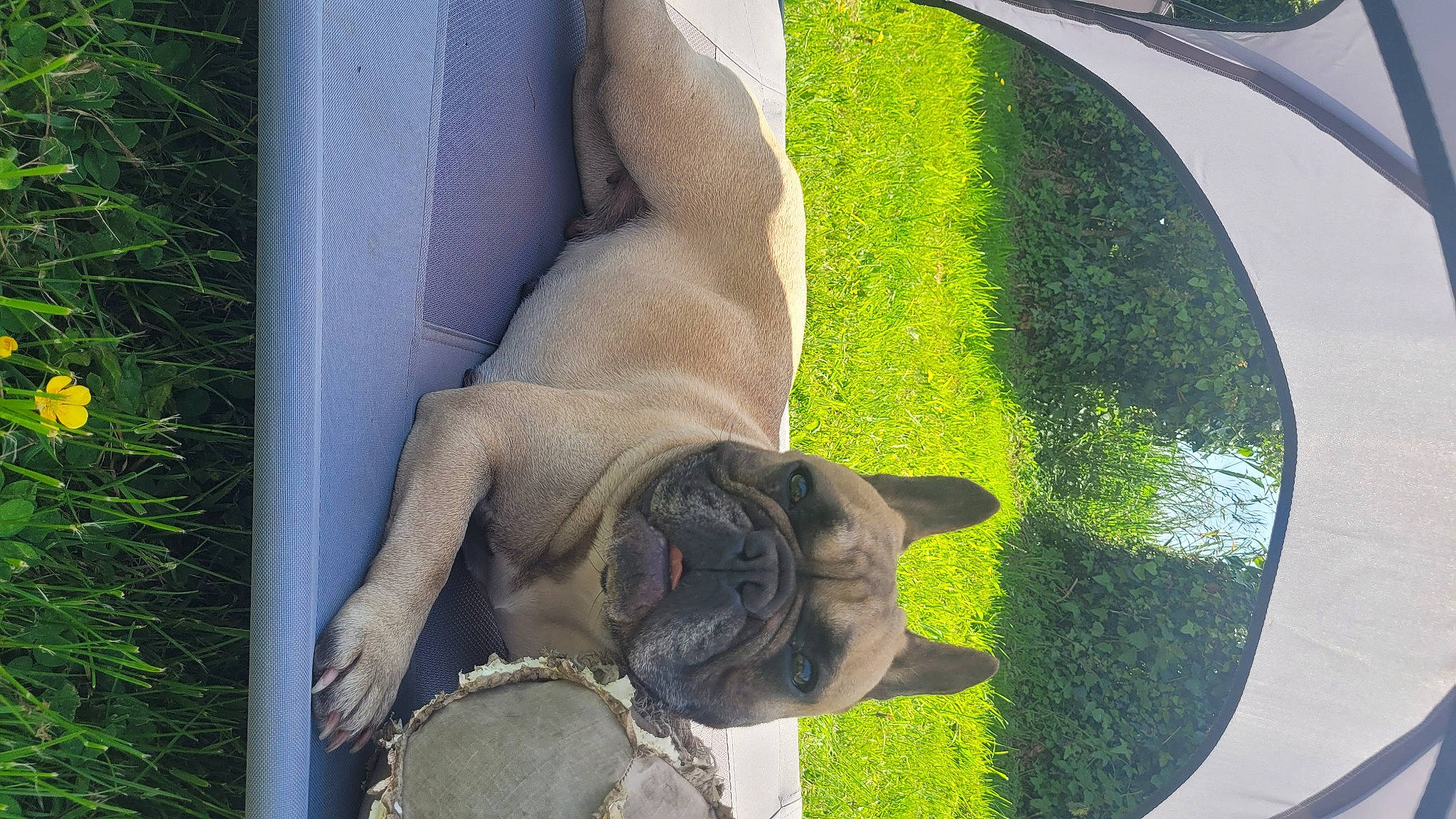 Ruby a rejoint le concours — aidez-le/la à gagner de superbes lots ! canidae, carnivore, circle, dog_breed, fawn, felidae, foot, garden, grass, herb, human_leg, lawn, lawn_ornament, plant, small_to_medium_sized_cats, sporting_group, tail, tree, water, window