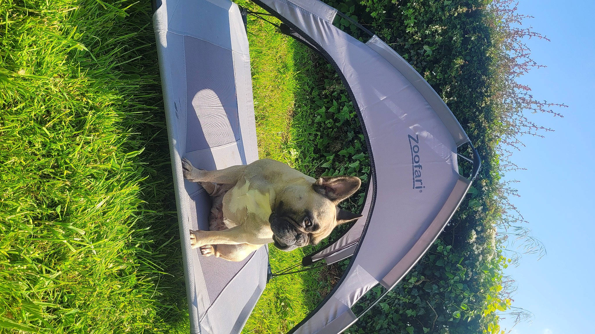 Ruby a rejoint le concours — aidez-le/la à gagner de superbes lots ! auto_part, automotive_wheel_system, canidae, carnivore, circle, collar, companion_dog, dog, dog_breed, fawn, felidae, grass, motor_vehicle, outdoor_furniture, plant, pole, sky, sporting_group, tail, tree