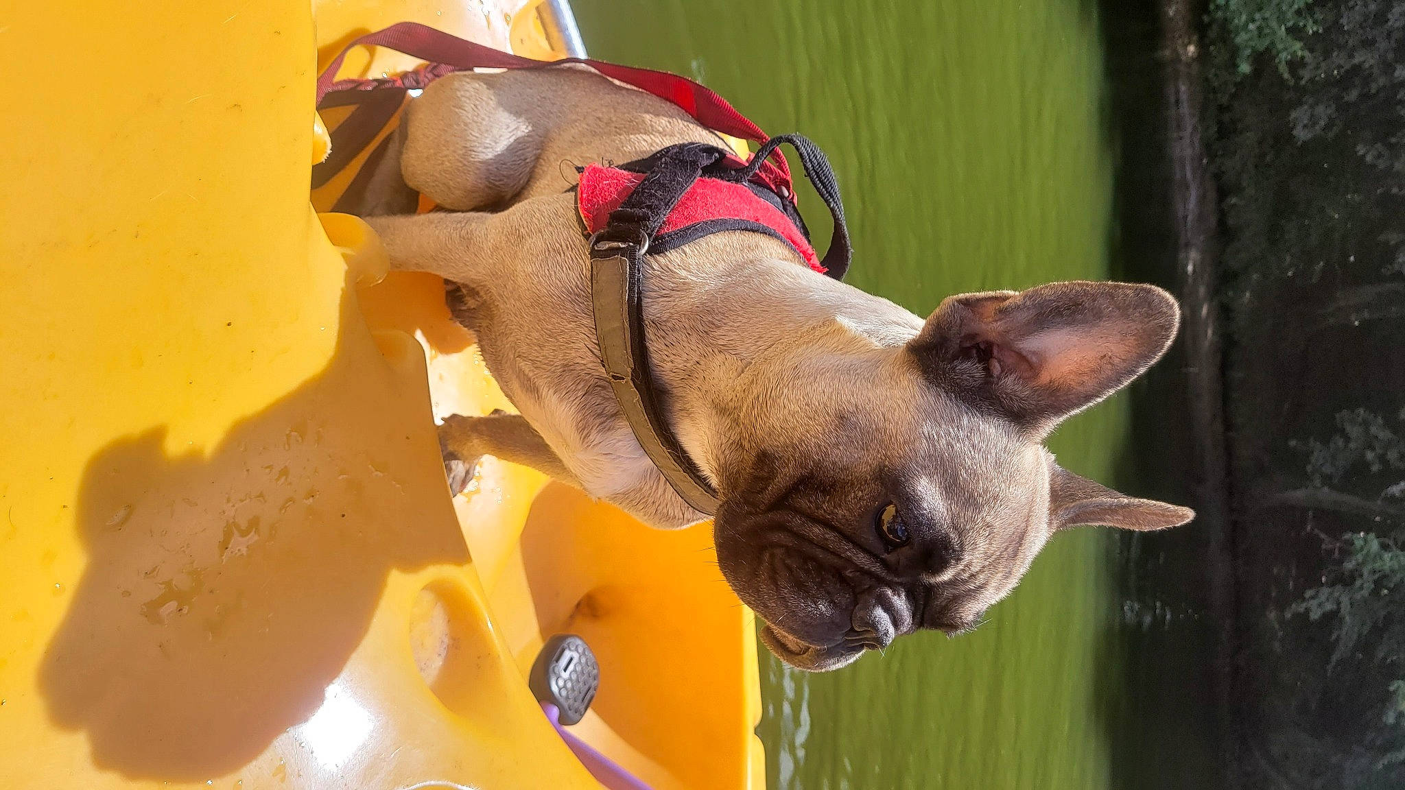 Ruby a rejoint le concours — aidez-le/la à gagner de superbes lots ! ancient_dog_breeds, carnivore, collar, companion_dog, dog, dog_breed, dog_collar, dog_sports, dog_supply, fawn, leash, liver, pet_supply, snout, terrestrial_animal, toy_dog, window, working_animal, working_dog, wrinkle