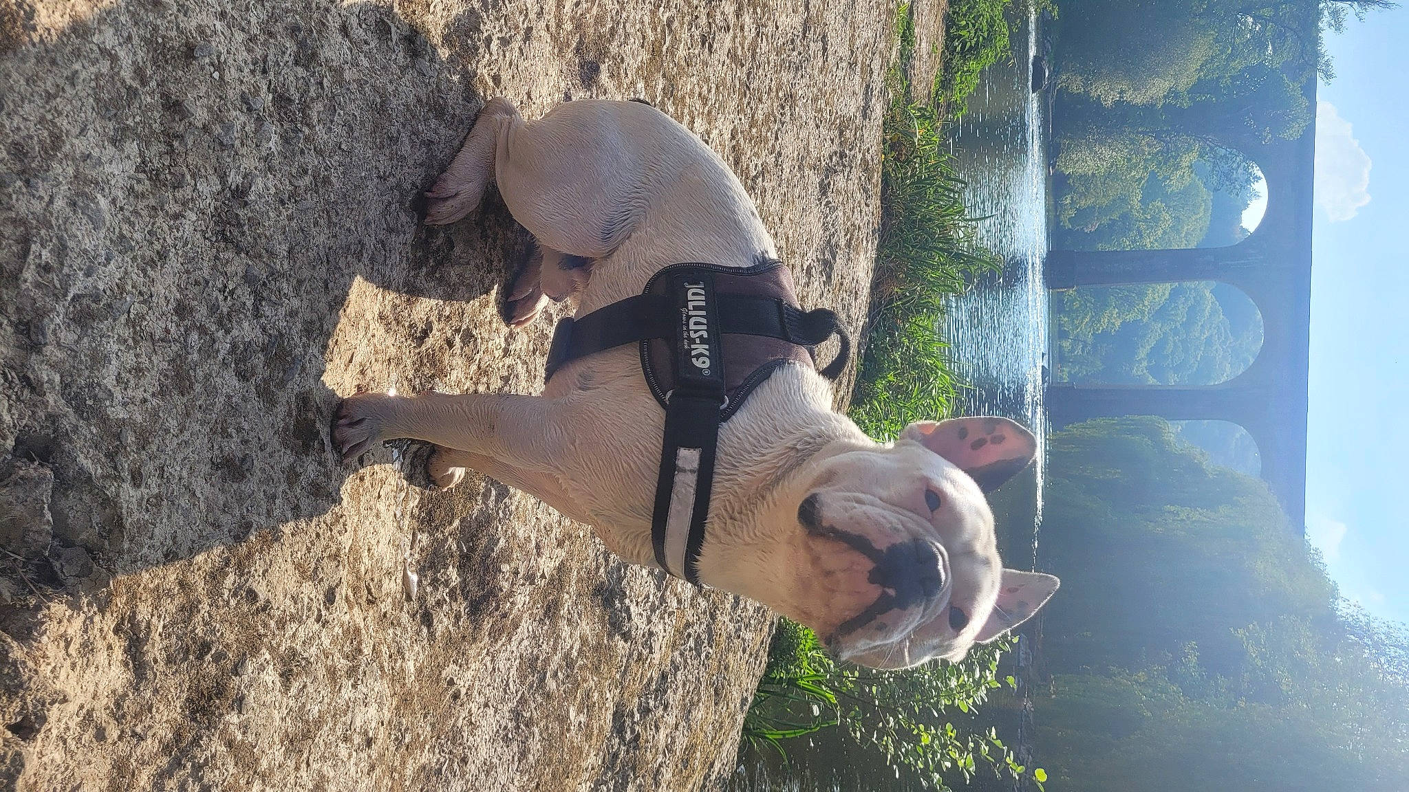 Patapouf a rejoint le concours — aidez-le/la à gagner de superbes lots ! adaptation, dog_breed, fawn, fun, gesture, grass, landscape, leisure, people_in_nature, plant, sky, snout, soil, sunglasses, terrestrial_animal, tree, trunk, water, wood, working_animal