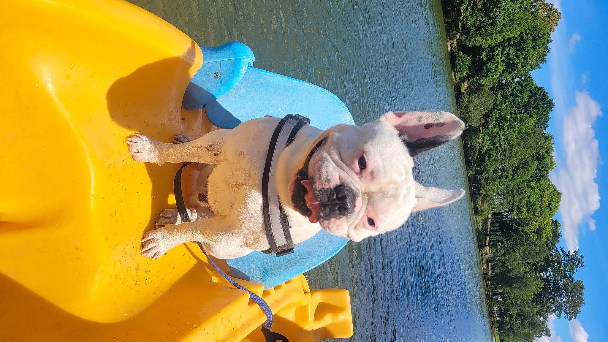 Patapouf participe au concours pour gagner de l'argent avec cette photo : carnivore, collar, companion_dog, dog, dog_breed, fawn, fun, happy, lake, leisure, recreation, sky, smile, sporting_group, summer, tree, vertebrate, water, white, working_animal