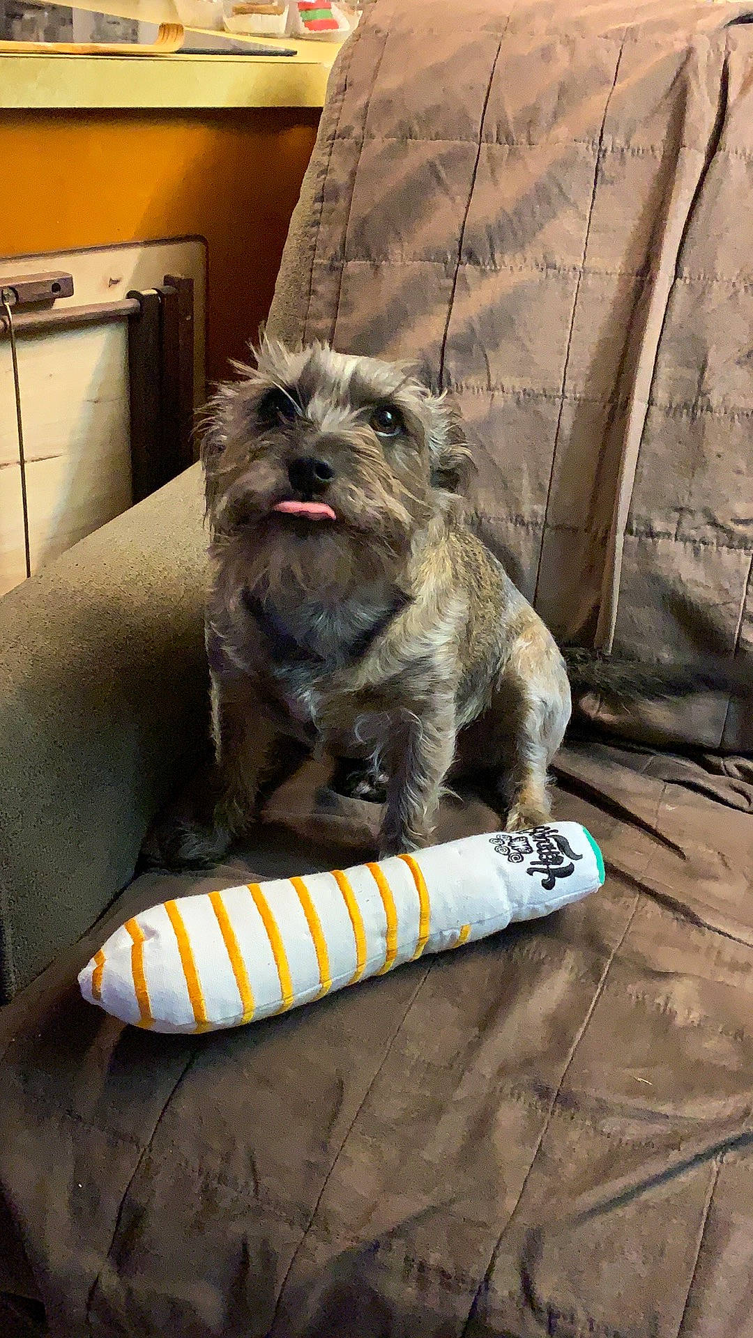 Smokey is registered to the contest to win money with this photo: canidae, carnivore, chest_of_drawers, companion_dog, dog, dog_breed, dog_clothes, dog_supply, drawer, fawn, fur, liver, office_supplies, small_terrier, snout, sporting_group, terrier, toy_dog, working_animal, yorkipoo